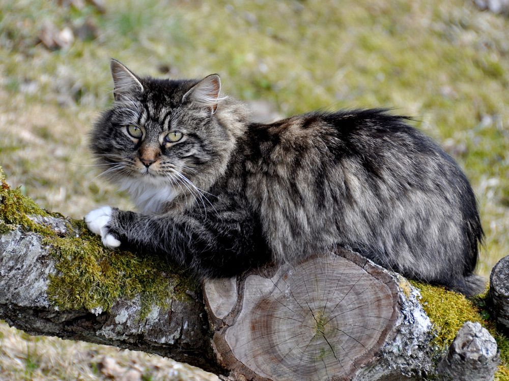 Pisica norvegiana de padure sprijinita pe busteni